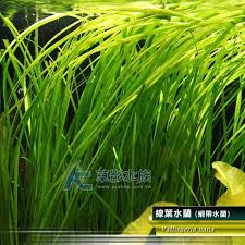 「水蘭」的圖片搜尋結果