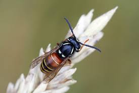 Attēlu rezultāti vaicājumam “Vespula rufa”