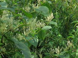 Attēlu rezultāti vaicājumam “Reynoutria sachalinensis flower”
