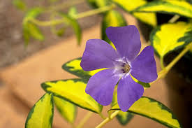 Attēlu rezultāti vaicājumam “Vinca minor flower”