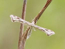 Attēlu rezultāti vaicājumam “Platyptilia tesseradactyla”