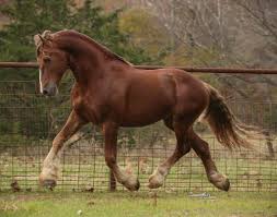 Image result for chestnut friesian