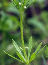 Image result for Galium aparine