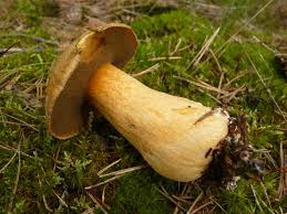 Attēlu rezultāti vaicājumam “Suillus variegatus”