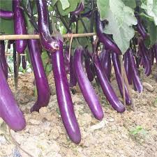 Afbeeldingsresultaat voor fengyuan purple eggplant