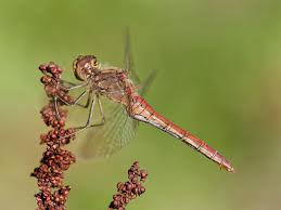 Attēlu rezultāti vaicājumam “Sympetrum vulgatum female”