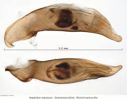 Attēlu rezultāti vaicājumam “Asaphidion pallipes”