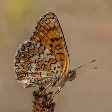 Attēlu rezultāti vaicājumam “Melitaea phoebe upperside”