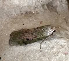 Attēlu rezultāti vaicājumam “Aphomia sociella female”