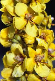 Attēlu rezultāti vaicājumam “Verbascum densiflorum flower”