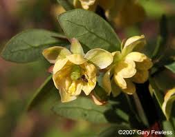 Attēlu rezultāti vaicājumam “Berberis thunbergii flower”