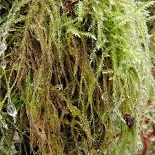 Attēlu rezultāti vaicājumam “Isothecium myosuroides”