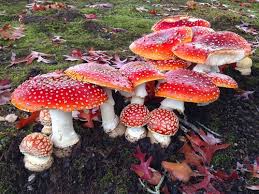 Attēlu rezultāti vaicājumam “Amanita muscaria”