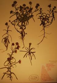 Attēlu rezultāti vaicājumam “Symphyotrichum x salignum”