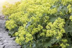 Image result for Alchemilla mollis