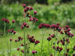 Attēlu rezultāti vaicājumam “Cirsium x rigens flower”