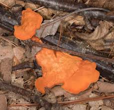 Attēlu rezultāti vaicājumam “Aleuria aurantia”