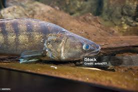 Image result for Sander lucioperca