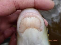 Image result for Moxostoma carinatum