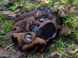 Attēlu rezultāti vaicājumam “Bulgaria inquinans”