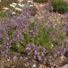 Attēlu rezultāti vaicājumam “Leucojum vernum var. vernum”