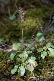 Attēlu rezultāti vaicājumam “Orthilia secunda flower”