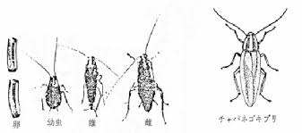 Image result for ゴキブリ報告所