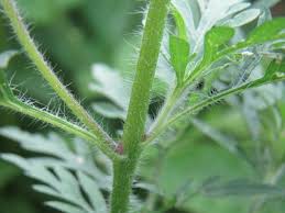 Attēlu rezultāti vaicājumam “Ambrosia artemisiifolia leaf”