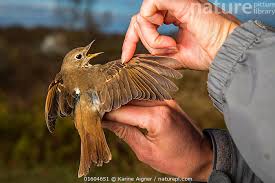 Image result for Catharus guttatus