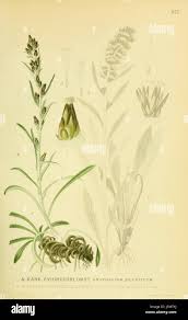 Attēlu rezultāti vaicājumam “Gnaphalium sylvaticum flower”