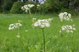 Attēlu rezultāti vaicājumam “Angelica palustris”