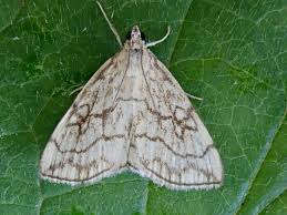 Attēlu rezultāti vaicājumam “Evergestis pallidata”