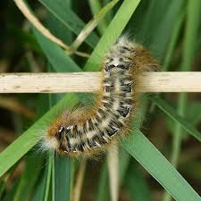 Attēlu rezultāti vaicājumam “Lasiocampa quercus larva”