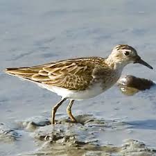 Image result for Calidris subminuta