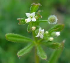 Attēlu rezultāti vaicājumam “Galium aparine fruit”