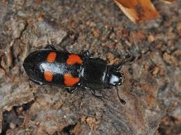 Attēlu rezultāti vaicājumam “Glischrochilus quadripunctatus imago”