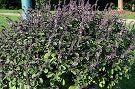 Attēlu rezultāti vaicājumam “Ocimum basilicum flower”