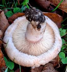 Attēlu rezultāti vaicājumam “Lactarius torminosus”