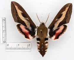 Attēlu rezultāti vaicājumam “Hyles gallii imago”