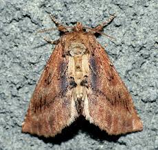 Attēlu rezultāti vaicājumam “Ptilodon capucina larva”