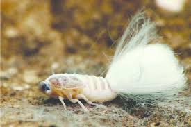 Attēlu rezultāti vaicājumam “Macrosteles sp. nymph”