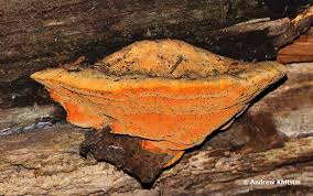 Attēlu rezultāti vaicājumam “Hapalopilus croceus”