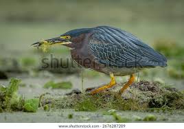 Image result for Butorides virescens