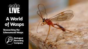 Attēlu rezultāti vaicājumam “Ichneumonidae imago”