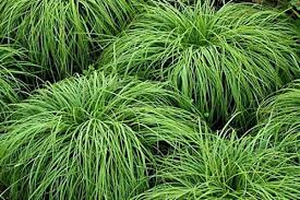 Attēlu rezultāti vaicājumam “Carex caryophyllea fruit”