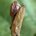 Attēlu rezultāti vaicājumam “Chimabachidae”