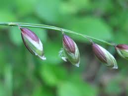 Attēlu rezultāti vaicājumam “Melica nutans flower”