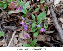 Attēlu rezultāti vaicājumam “Pulmonaria obscura leaf”