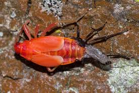 Attēlu rezultāti vaicājumam “Pyrrhocoris apterus”