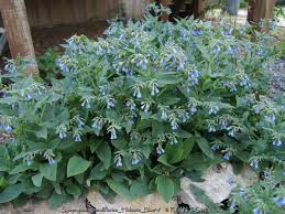 Attēlu rezultāti vaicājumam “Symphytum grandiflorum”